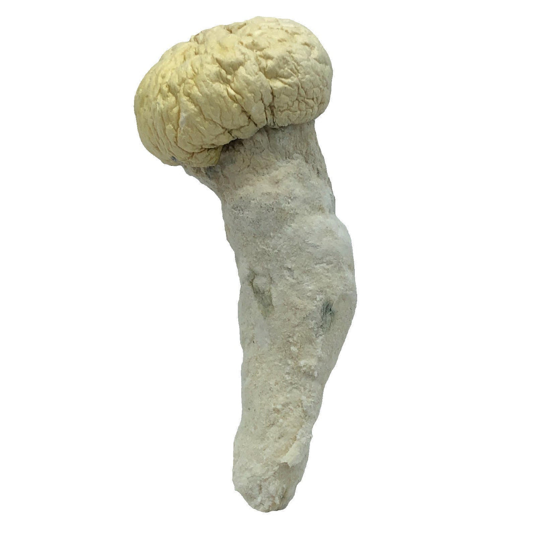 CHAMPIGNONS SECS | ALBINO BIG CAP