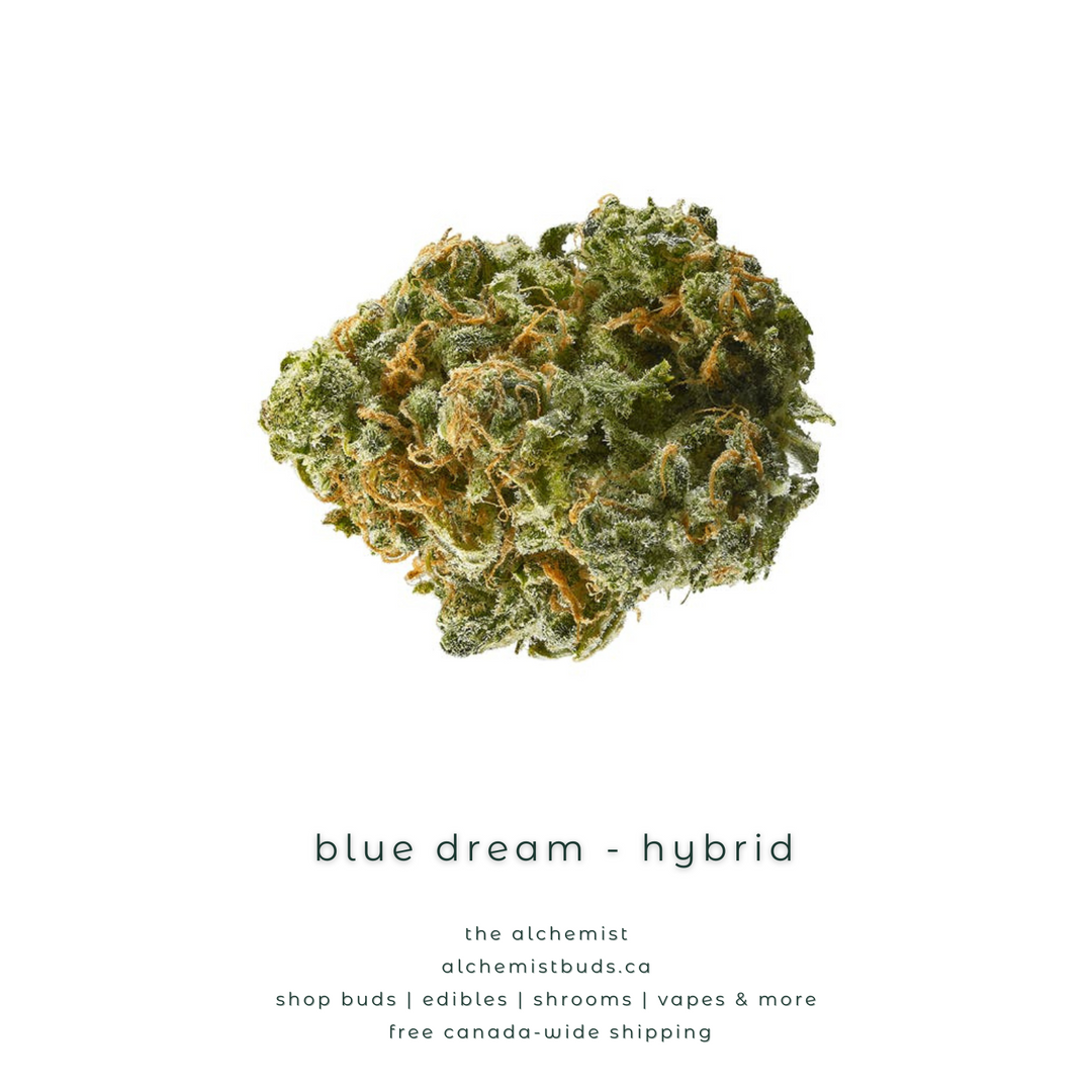 shop alchemistbuds.ca for best price on blue dream strain