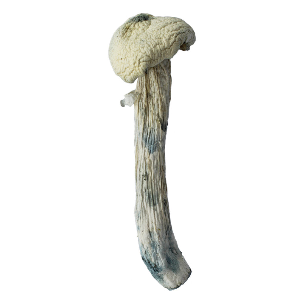 DRY SHROOMS | BLUE GHOST