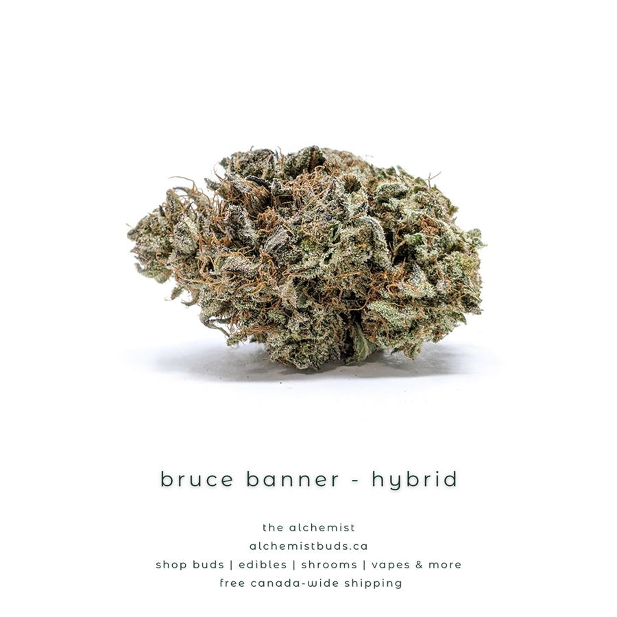 shop alchemistbuds.ca for best price on bruce banner strain