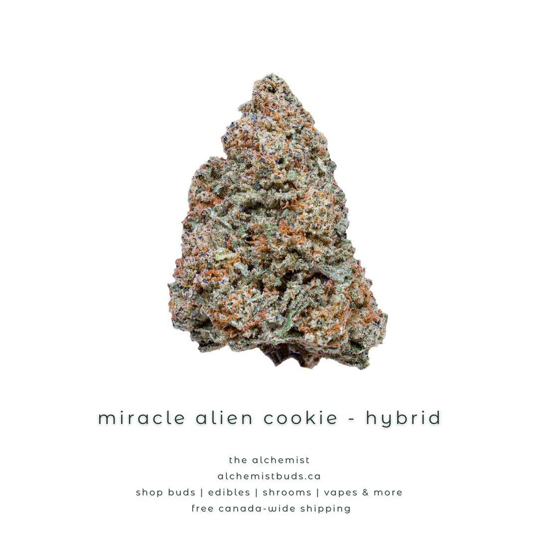 AAAA | MIRACLE ALIEN COOKIE - MAC1 - HYBRID