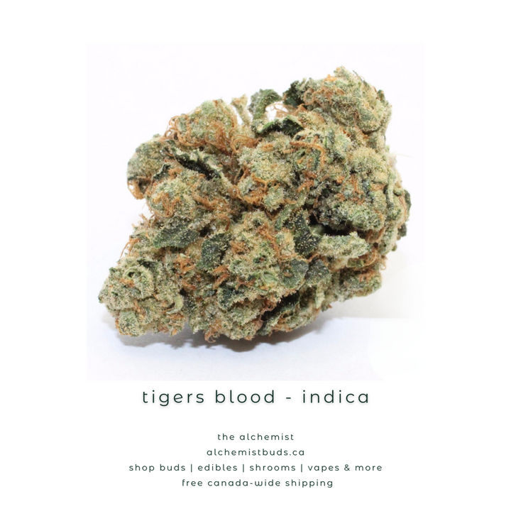 shop alchemistbuds.ca for best price on tigers blood strain